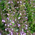 Calamintha sylvatica fleur